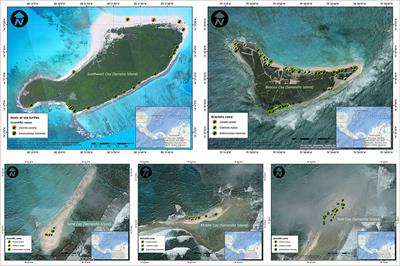 Sea Turtles at Serrana Island and Serranilla Island, Seaflower Biosphere Reserve, Colombian Caribbean